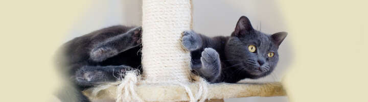 kratzbaum kategorieeinstiegsbanner